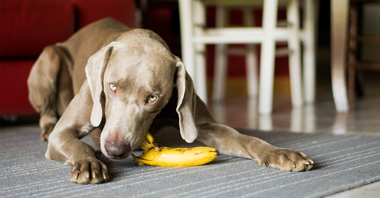 Is It Okay for a Dog to Eat Banana Peel