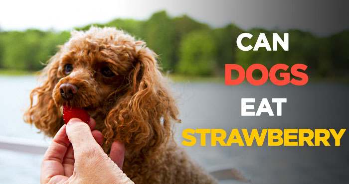 Can Dogs Eat Strawberries